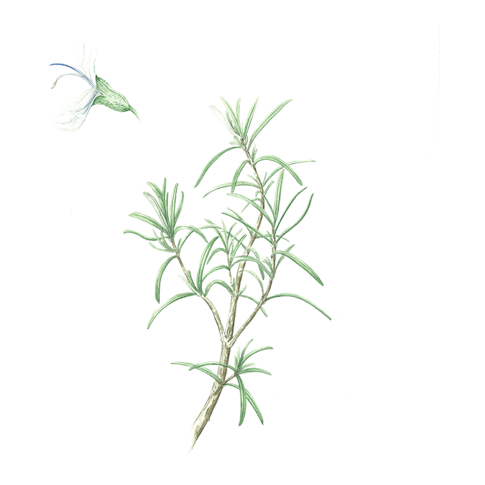 Propriétés huile essentielle Romarin à cinéole / Rosmarinus officinalis CT  cineole - Myrtéa Formations